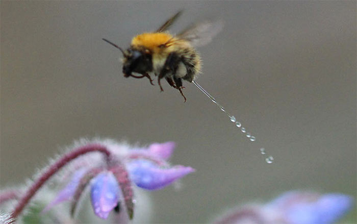 The Comedy Wildlife Photography Awards | comedywildlifephoto.com