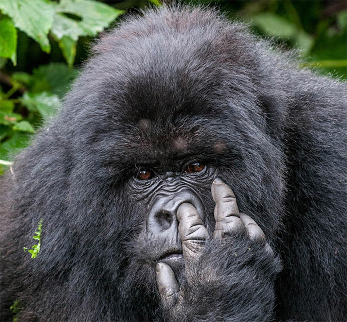 The Comedy Wildlife Photography Awards | comedywildlifephoto.com