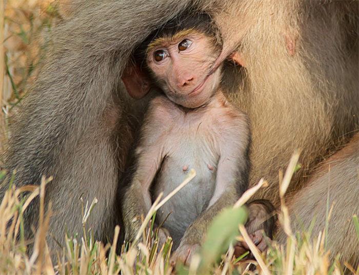 The Comedy Wildlife Photography Awards | comedywildlifephoto.com