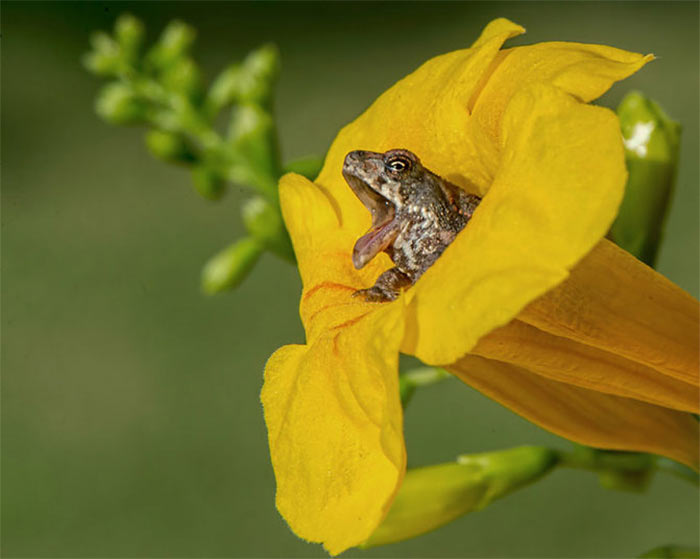 The Comedy Wildlife Photography Awards | comedywildlifephoto.com