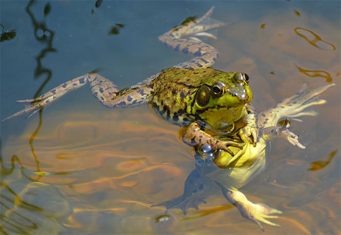 The Comedy Wildlife Photography Awards | comedywildlifephoto.com
