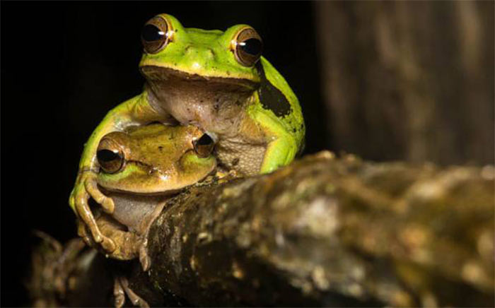 The Comedy Wildlife Photography Awards | comedywildlifephoto.com