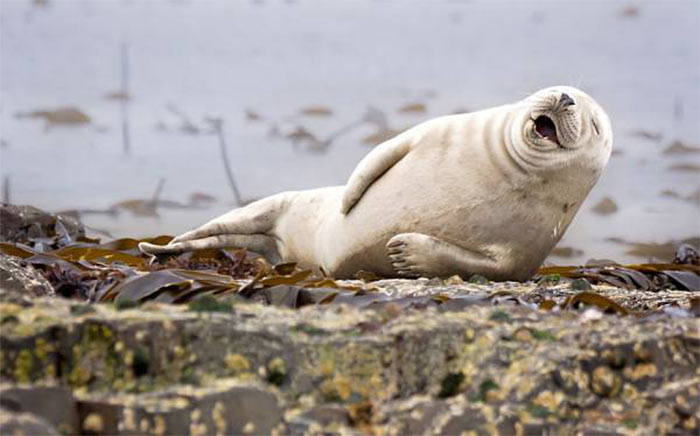 The Comedy Wildlife Photography Awards | comedywildlifephoto.com