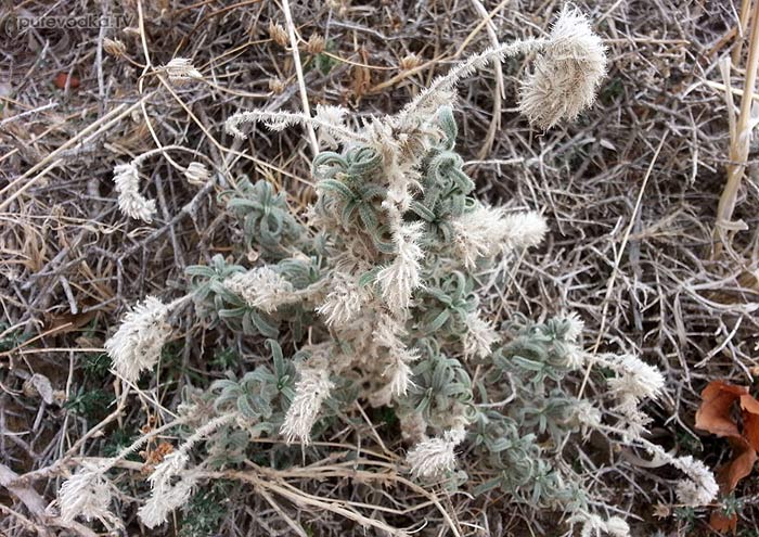 Синяк узколистный (Echium angustifolium) Синяк узколистный (Echium angustifolium)