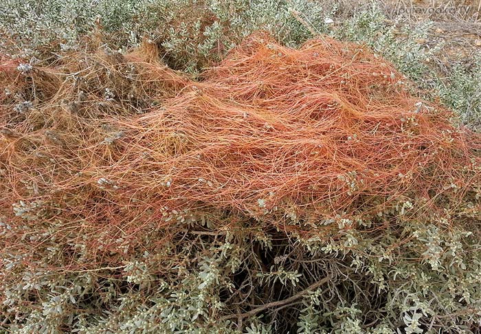 Повилика (Cuscuta) Повилика (Cuscuta)
