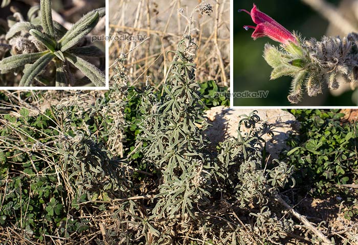 Синяк узколистный (Echium angustifolium) Синяк узколистный (Echium angustifolium)