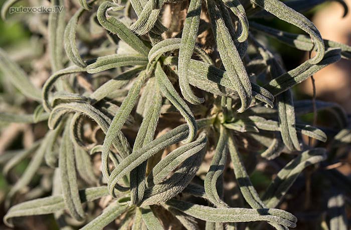 Синяк узколистный (Echium angustifolium) Синяк узколистный (Echium angustifolium)