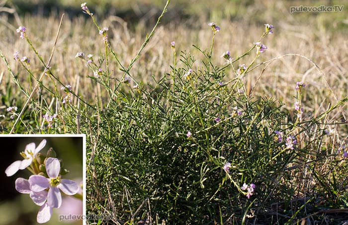Эрукария испанская (Erucaria hispanica) Эрукария испанская (Erucaria hispanica)