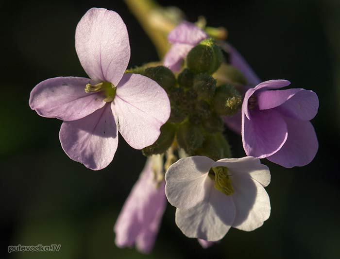 Эрукария испанская (Erucaria hispanica) Эрукария испанская (Erucaria hispanica)