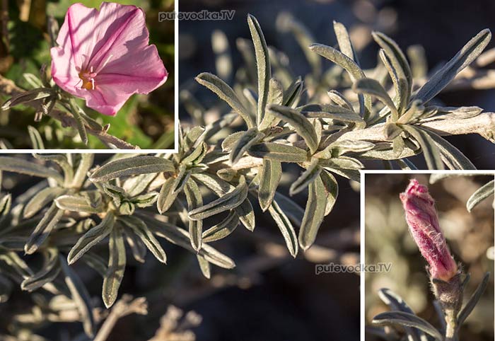 Вьюнок оливолистный (Convolvulus oleifolius) Вьюнок оливолистный (Convolvulus oleifolius)