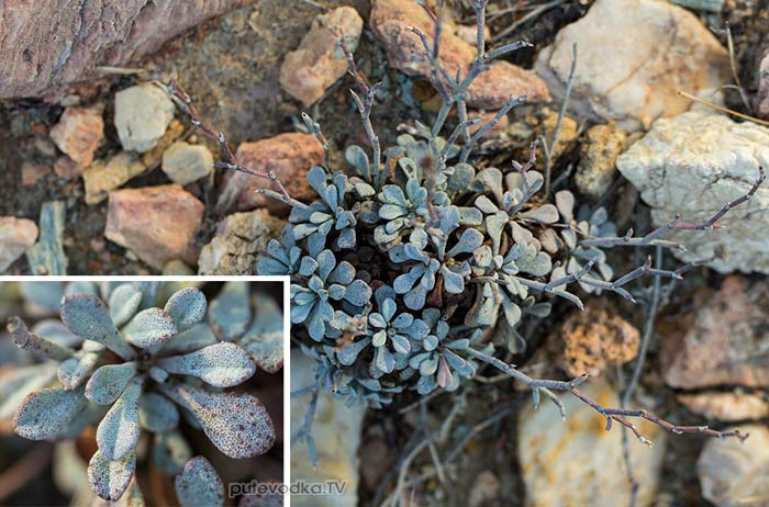 Кермек (Limonium roridum) Кермек (Limonium roridum)