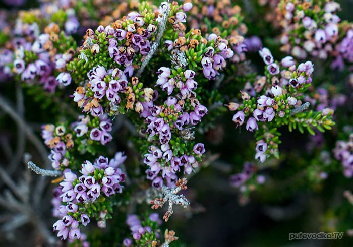 Эрика пучкоцветная (Erica manipuliflora) Эрика пучкоцветная (Erica manipuliflora)