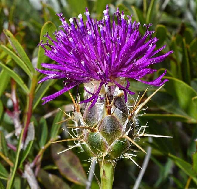 Centaurea raphanina ssp. mixta