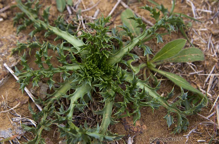 ���������� ������������ (Atractylis gummifera)
