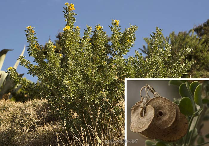 ������� ����������� (Medicago arborea)