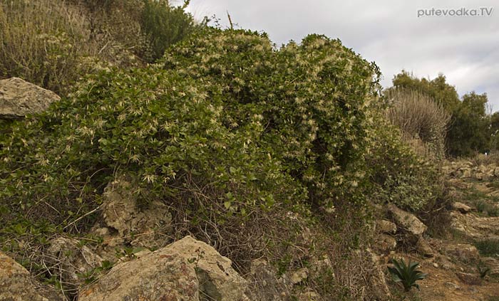 ������� ������ (Clematis cirrhosa)