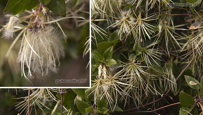 ������� ������ (Clematis cirrhosa)