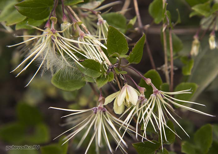 ������� ������ (Clematis cirrhosa)