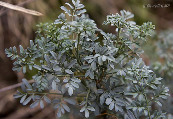 ���� ������ (Ruta chalepensis)