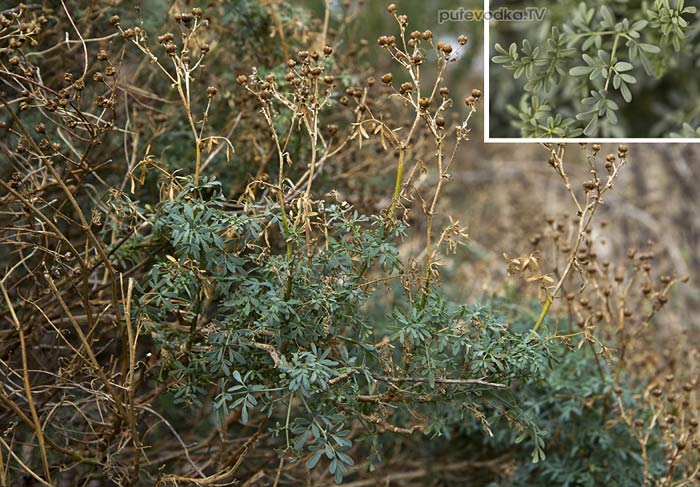 ���� ������ (Ruta chalepensis)