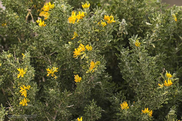 ������� ����������� (Medicago arborea)