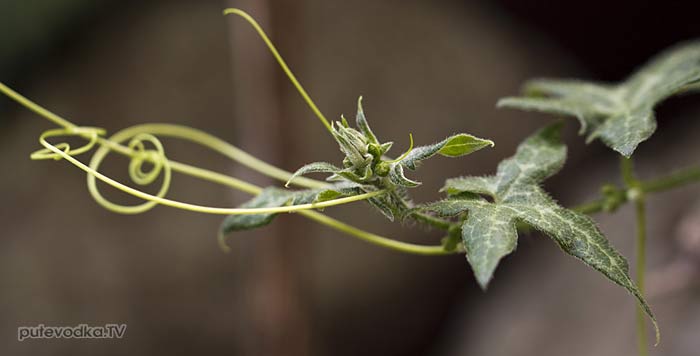 ����������� �������� (Bryonia cretica)