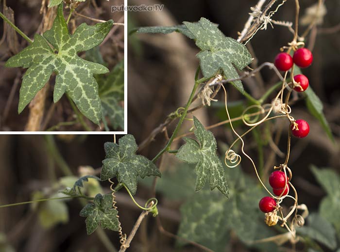 ����������� �������� (Bryonia cretica)