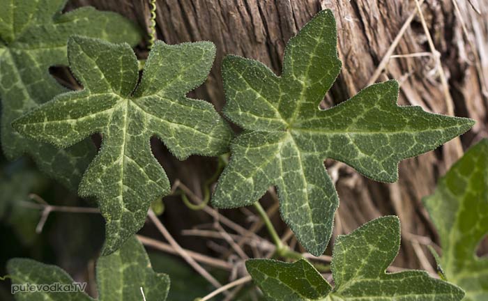 ����������� �������� (Bryonia cretica)