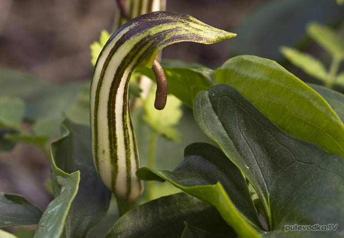 �������� ������������ (Arisarum vulgare)