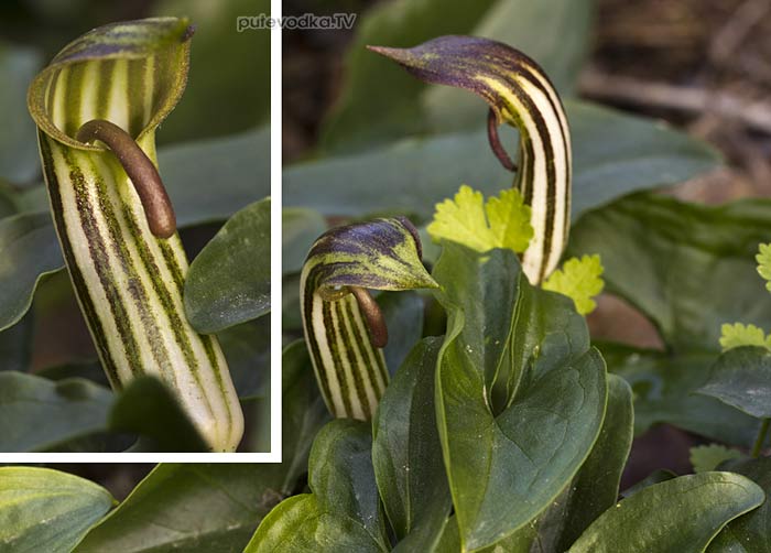 �������� ������������ (Arisarum vulgare)