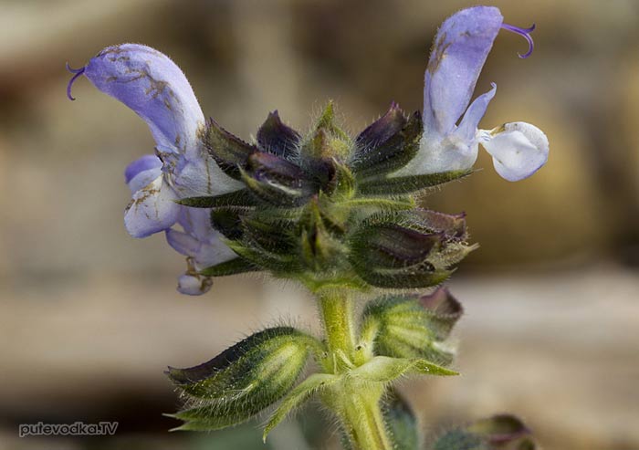 ������ ���������� (Salvia verbenaca)