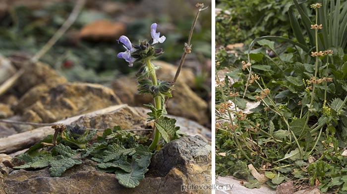 ������ ���������� (Salvia verbenaca)