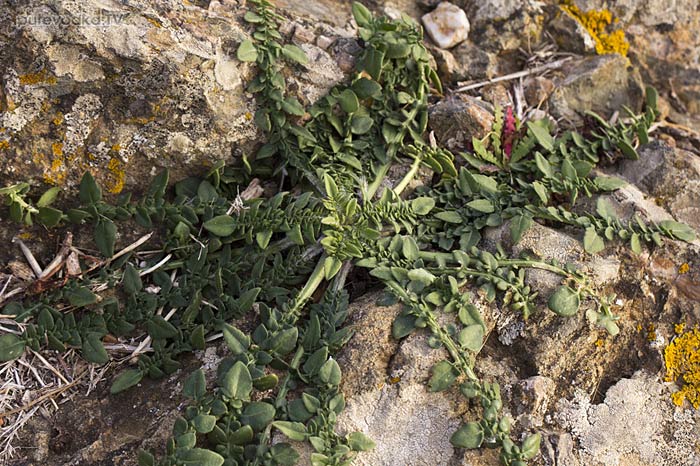 Centaurea raphanina ssp. mixta