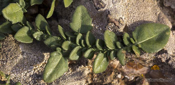 Centaurea raphanina ssp. mixta
