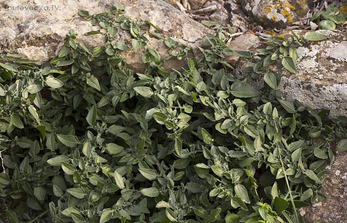 Centaurea raphanina ssp. mixta