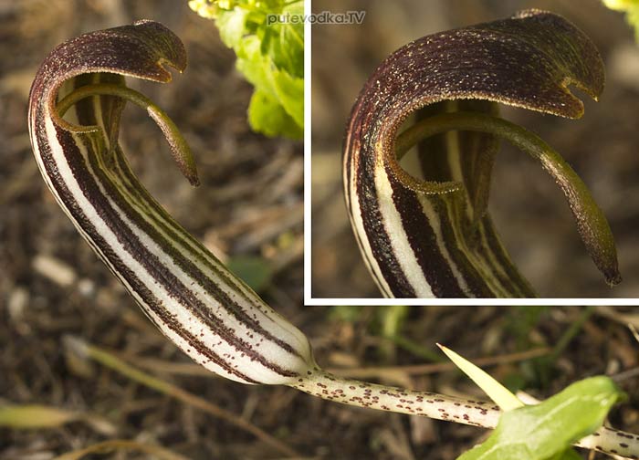 �������� ������������ (Arisarum vulgare)