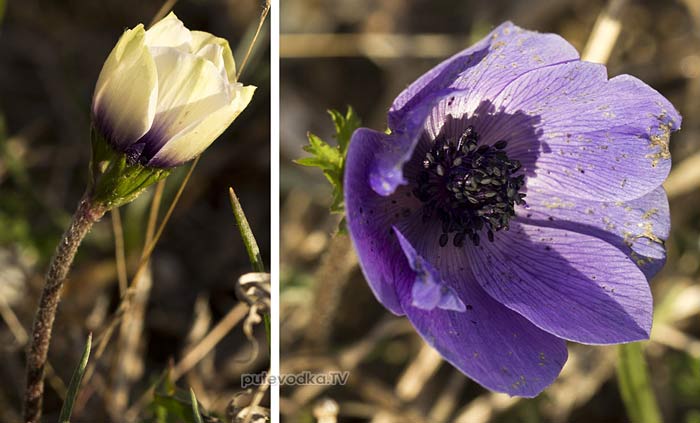 ��������� ���������� (Anemone coronaria)