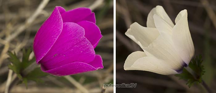 ��������� ���������� (Anemone coronaria)