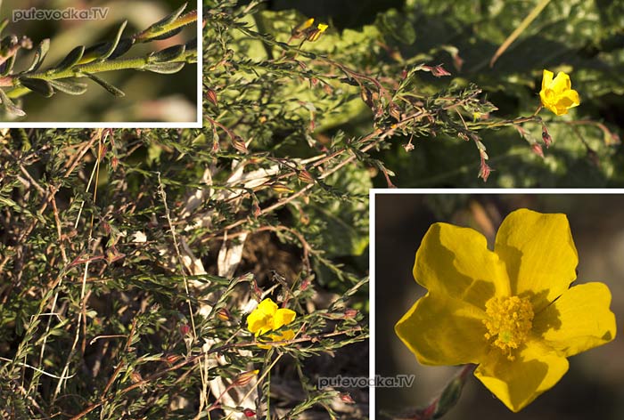 ������ �������� (Fumana arabica)