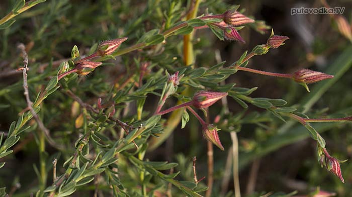 ������ �������� (Fumana arabica)