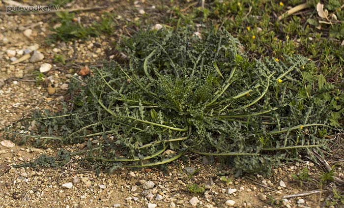 ������ ����� (Reseda alba)