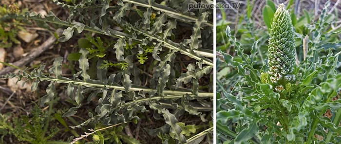 ������ ����� (Reseda alba)