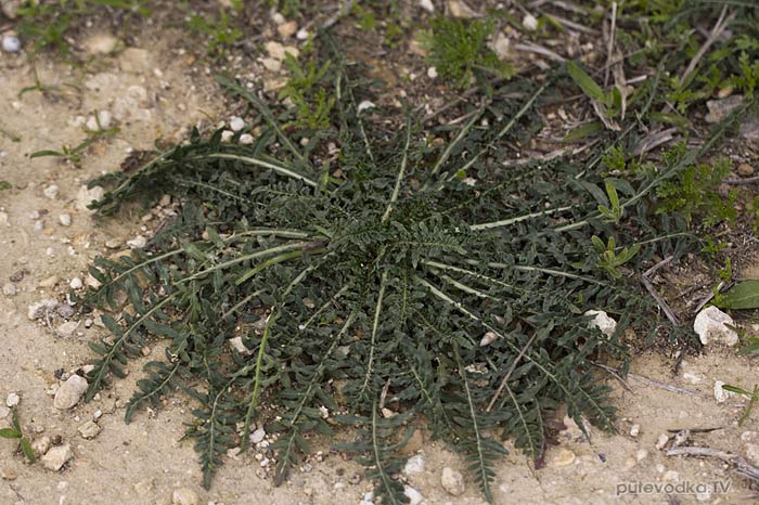 ������ ����� (Reseda alba)