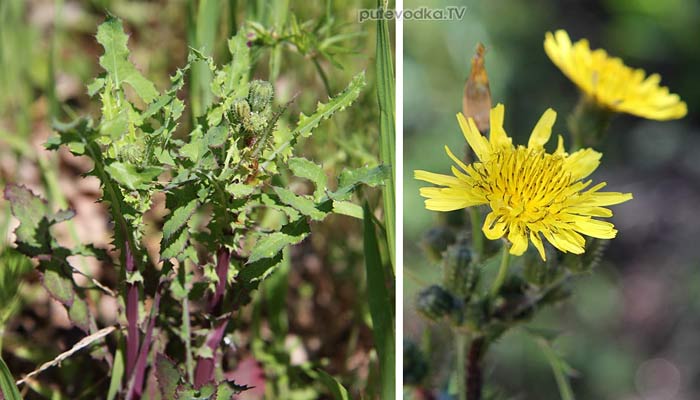���� ��������� (Sonchus oleraceus)