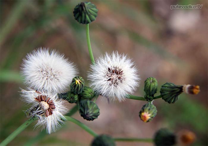 ���� ��������� (Sonchus oleraceus)