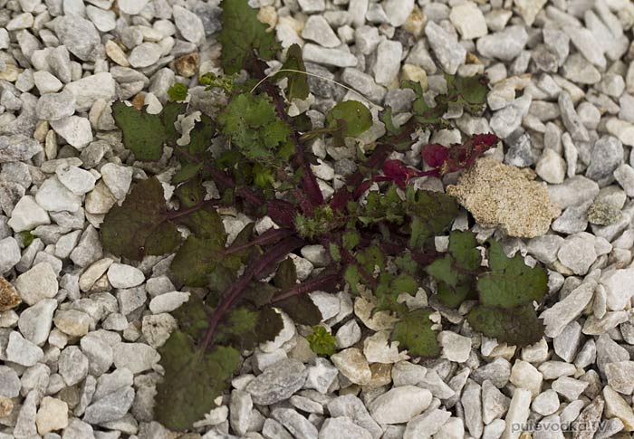 ���� ��������� (Sonchus oleraceus)