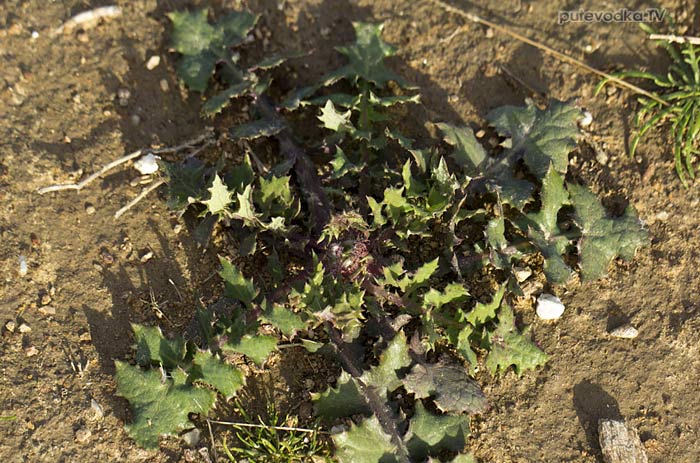 ���� ��������� (Sonchus oleraceus)