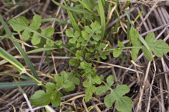 ������� ����� (Sinapis alba)