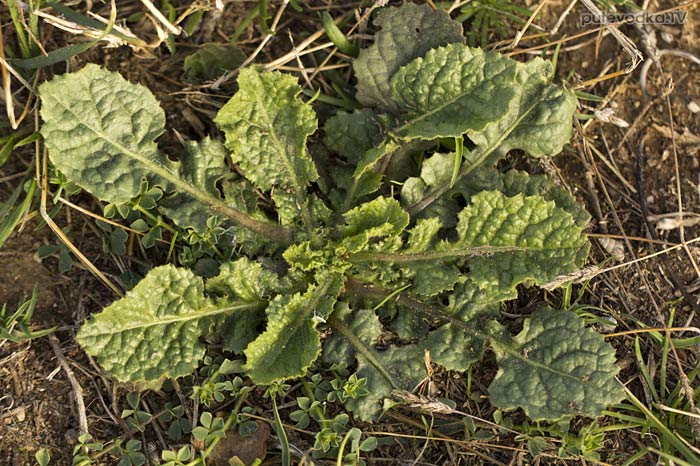 �������� ��������� ��������� (Brassicaceae)