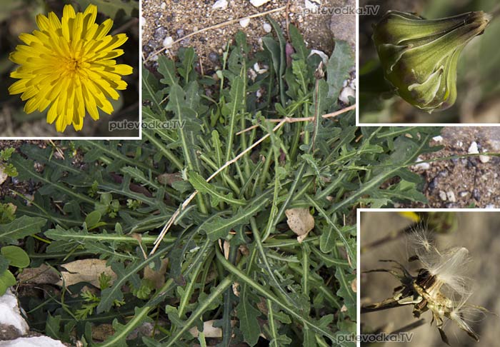 ��������� ������������� (Reichardia picroides)